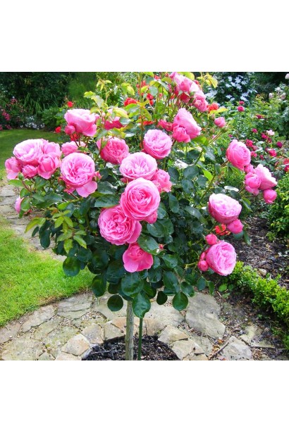 English rose on the trunk Alenushka (pink)